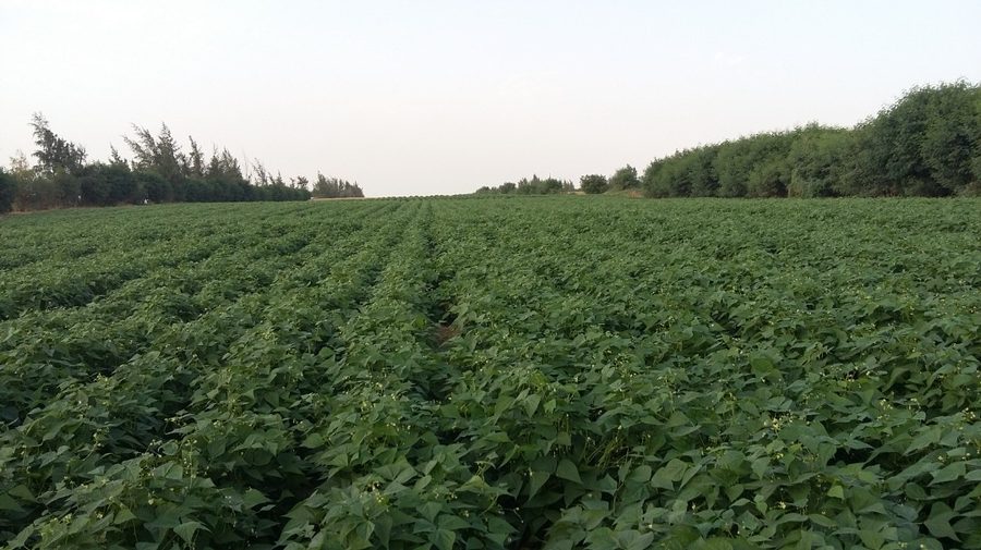 Production végétale