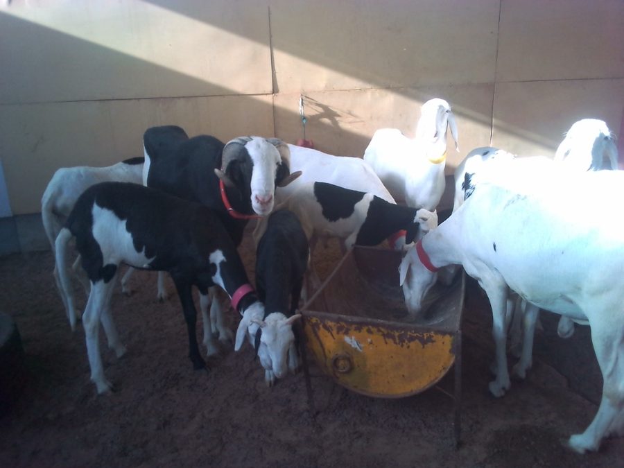 Embouche bovine