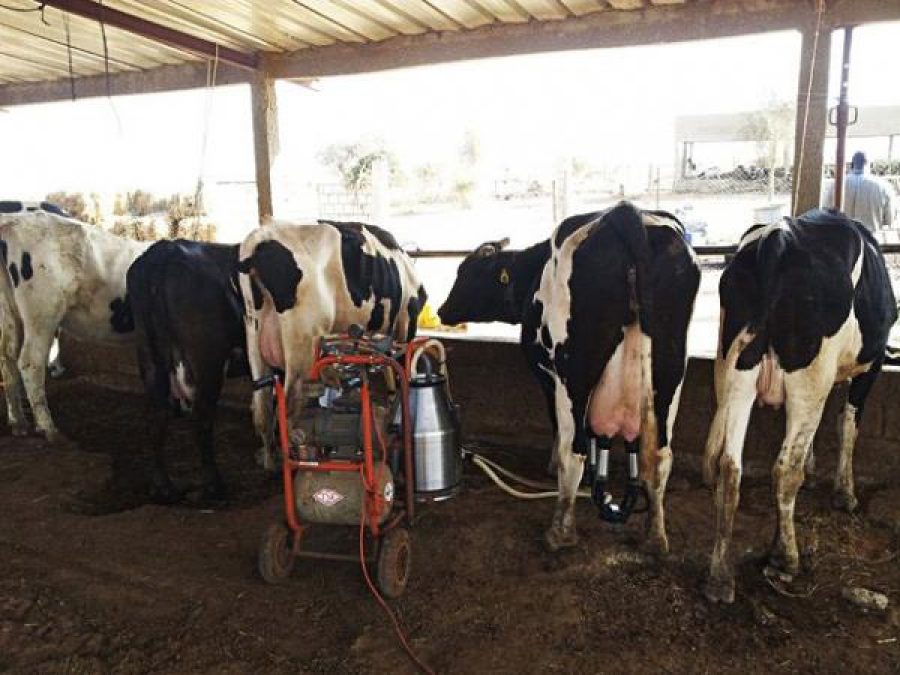 Production de lait