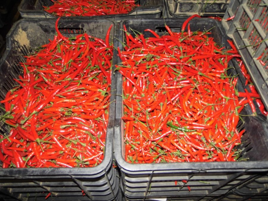 Production de piment