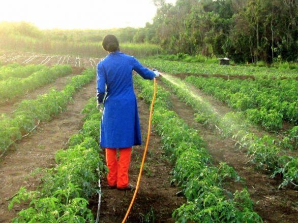 Expertise agricole